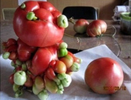 Picture 1 of Exotic plants after the Fukushima disaster