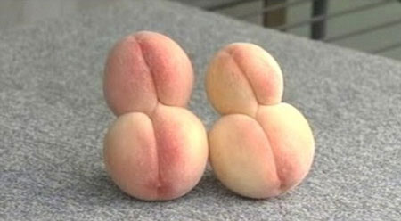Picture 2 of Exotic plants after the Fukushima disaster