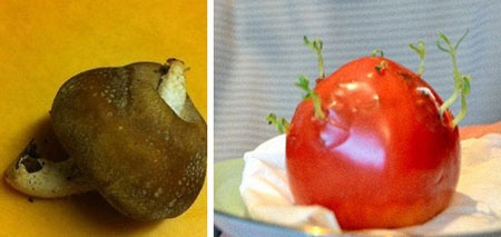 Picture 5 of Exotic plants after the Fukushima disaster