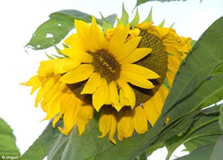 Picture 6 of Exotic plants after the Fukushima disaster