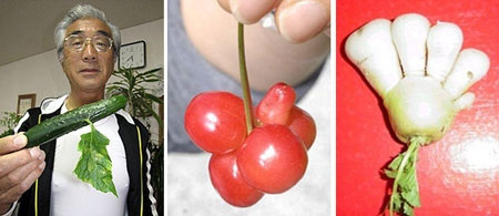 Picture 7 of Exotic plants after the Fukushima disaster