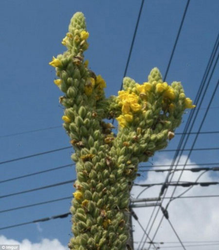 Picture 8 of Exotic plants after the Fukushima disaster
