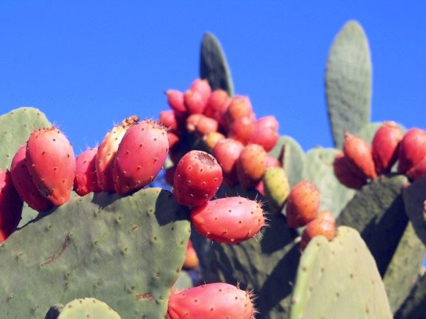 Picture 5 of Exotic plants crosses