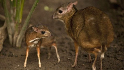 Picture 1 of Exotic species of deer pointing baby with hamster