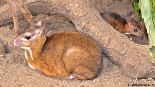 Picture 2 of Exotic species of deer pointing baby with hamster
