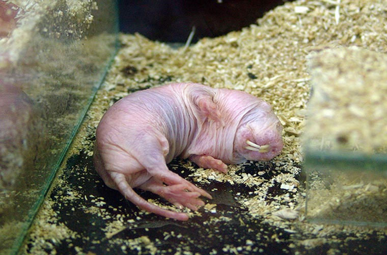 Picture 10 of Exotic species of 'strange creature' forever young