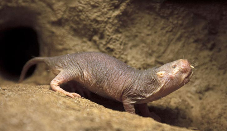 Picture 3 of Exotic species of 'strange creature' forever young