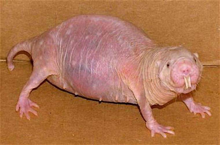 Picture 4 of Exotic species of 'strange creature' forever young