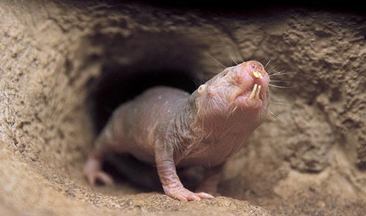 Picture 5 of Exotic species of 'strange creature' forever young