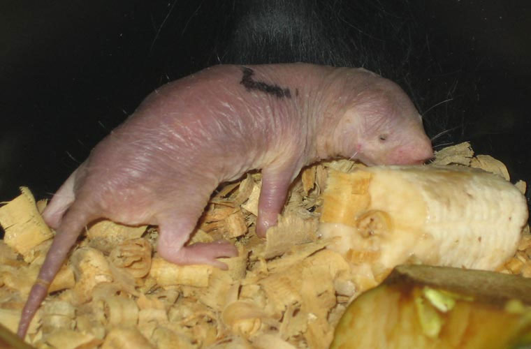 Picture 8 of Exotic species of 'strange creature' forever young
