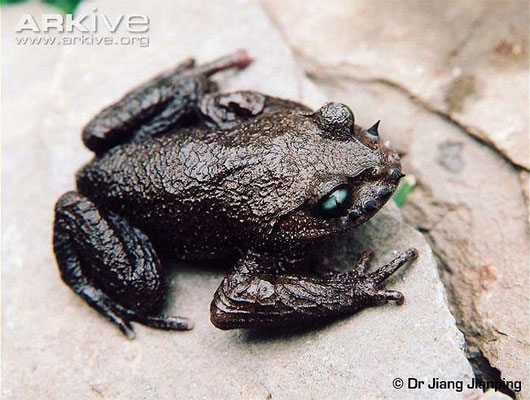 Picture 1 of Exotic species of toad grows