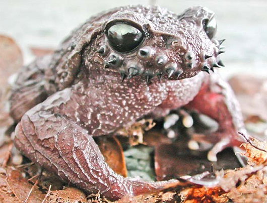 Picture 2 of Exotic species of toad grows
