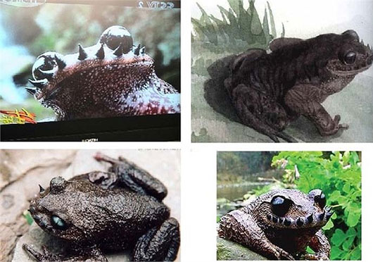 Picture 3 of Exotic species of toad grows