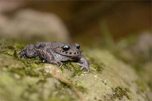 Picture 4 of Exotic species of toad grows