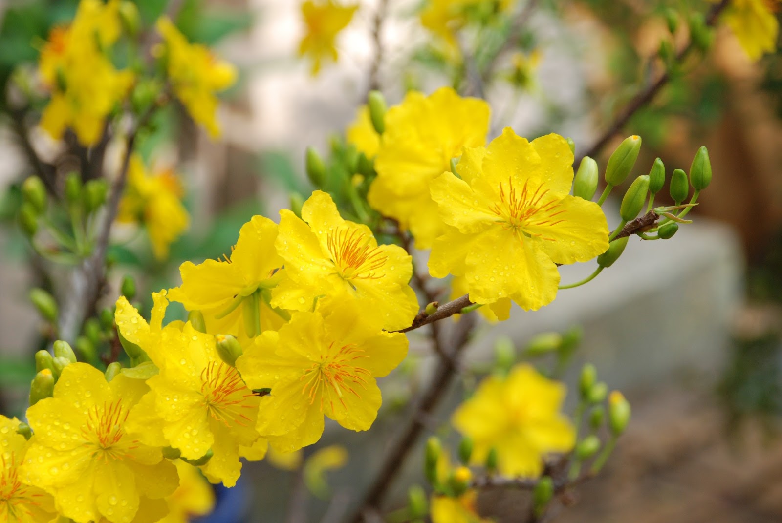 Picture 3 of Experience for the right apricot blossom for Tet