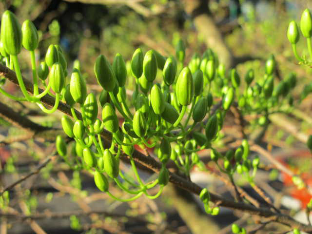 Picture 4 of Experience for the right apricot blossom for Tet