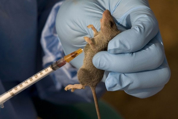 Picture 2 of Experiments that explain people with Ebola are still able to survive