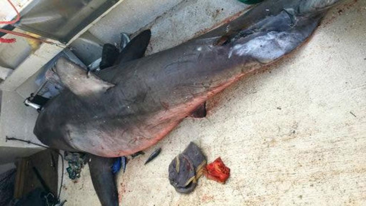 Picture 1 of Experts speculate the cause of sharks flying on Australian fishing boats