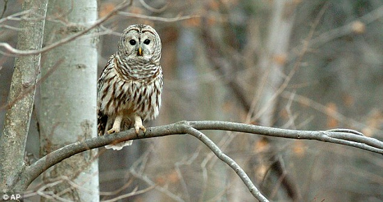 Picture 2 of Explain the ability of the owl to turn 270 degrees