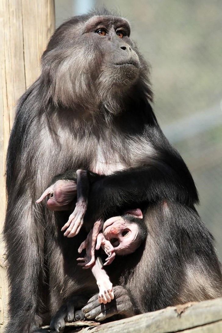 Picture 1 of Explain the behavior of eating the corpse of the mother monkey in the Italian reserve