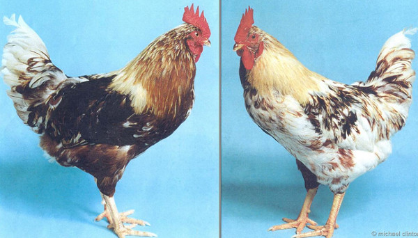 Picture 1 of Explain the bisexual phenomenon of animals