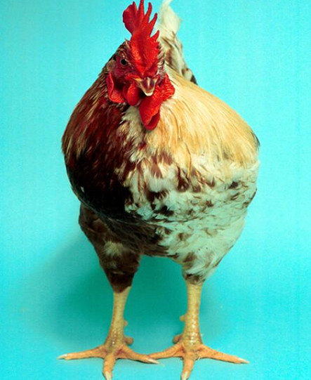 Picture 5 of Explain the bisexual phenomenon of animals
