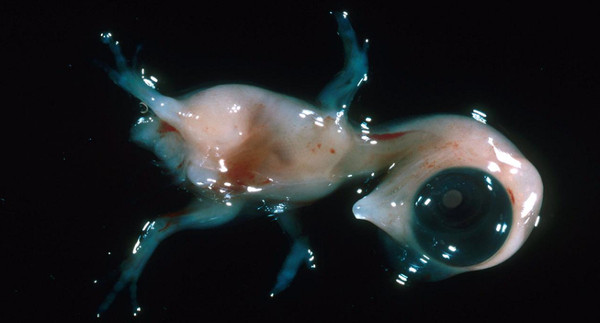 Picture 6 of Explain the bisexual phenomenon of animals