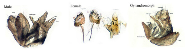 Picture 8 of Explain the bisexual phenomenon of animals