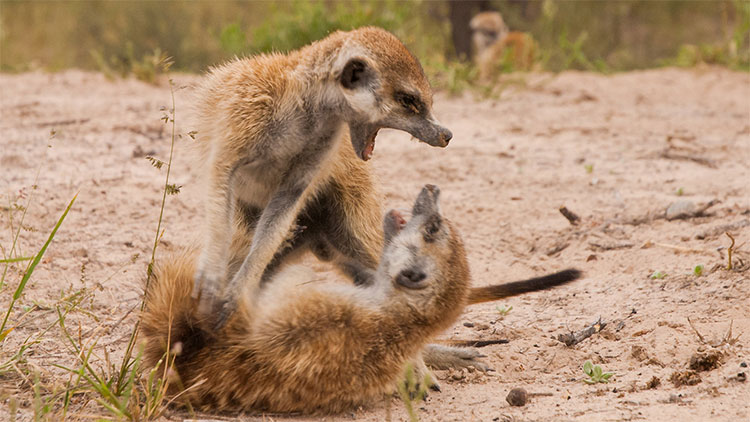 Picture 1 of Explain the cause of longevity of the first animals