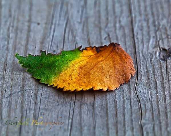 Picture 3 of Explain the phenomenon of leaves changing color in autumn