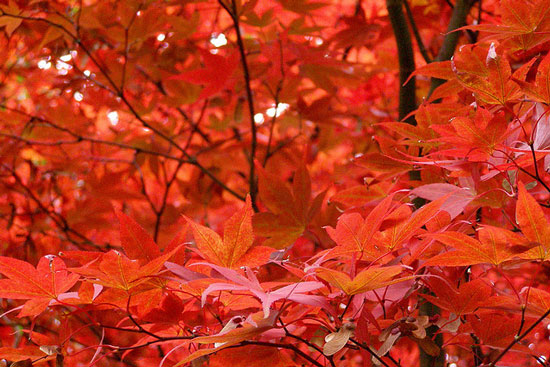 Picture 4 of Explain the phenomenon of leaves changing color in autumn