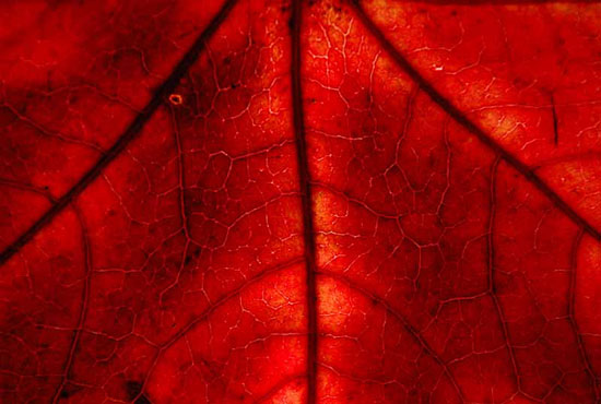 Picture 5 of Explain the phenomenon of leaves changing color in autumn