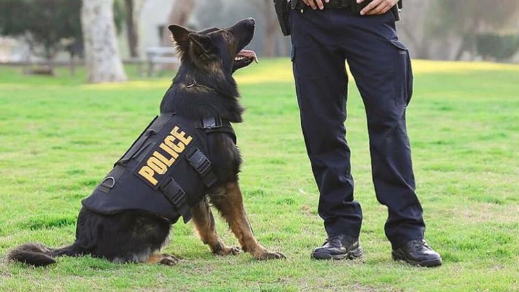 Picture 1 of Explain why the Dog is often trained as a dog