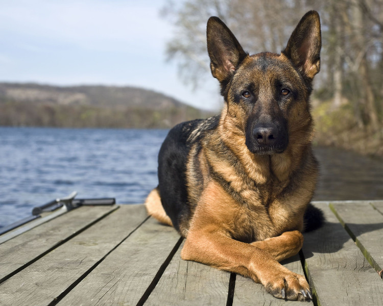 Picture 2 of Explain why the Dog is often trained as a dog