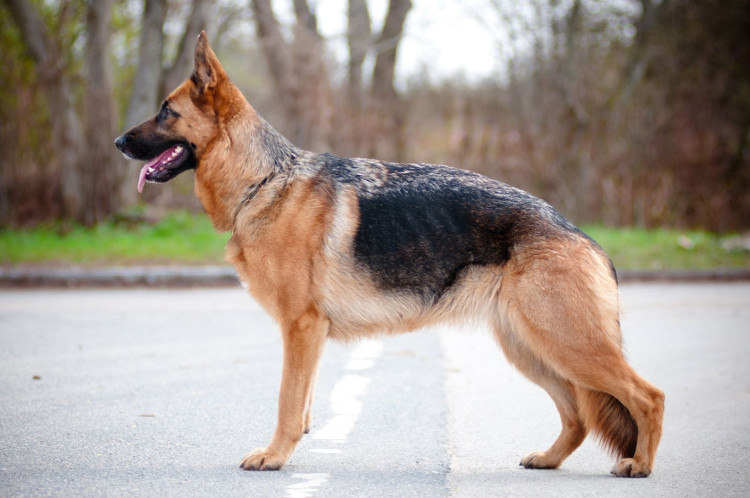 Picture 3 of Explain why the Dog is often trained as a dog