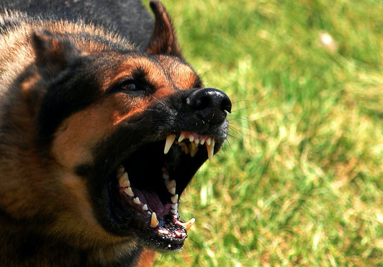 Picture 4 of Explain why the Dog is often trained as a dog