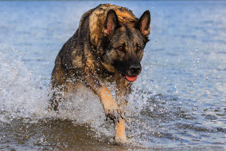 Picture 6 of Explain why the Dog is often trained as a dog