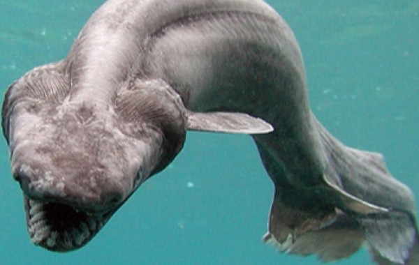 Picture 6 of Explaining the cause of the terrifying giant creatures under the sea