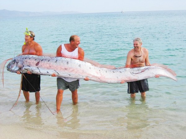 Picture 7 of Explaining the cause of the terrifying giant creatures under the sea