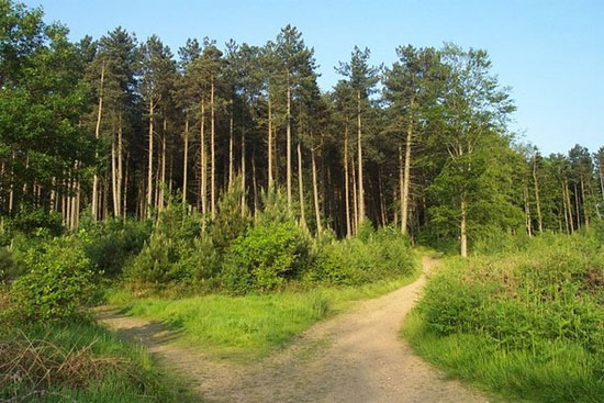 Picture 1 of Explaining the phenomenon of the hideous Pig in Cannock Chase forest