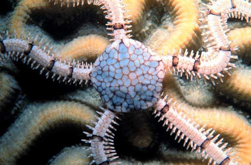 Picture 11 of Explore the coral