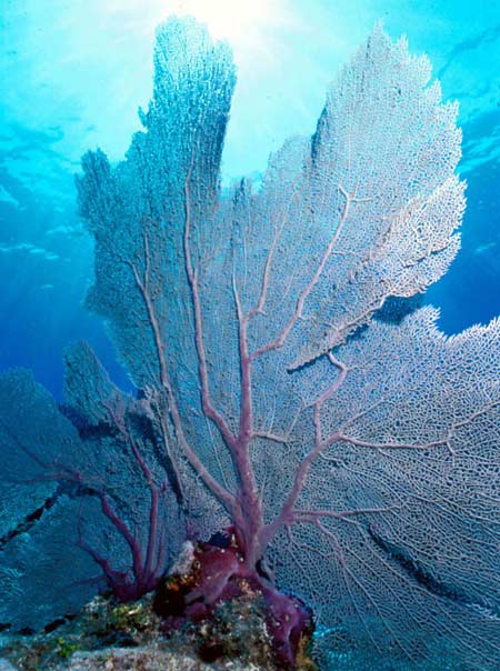 Picture 13 of Explore the coral