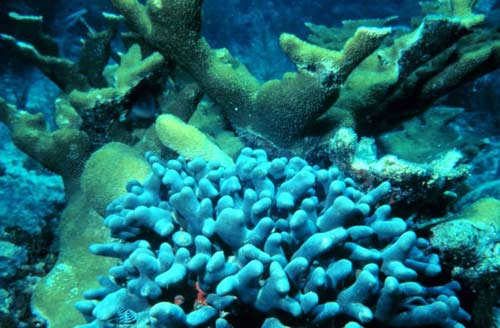 Picture 14 of Explore the coral
