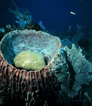 Picture 15 of Explore the coral