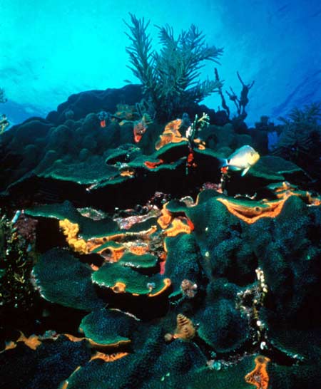 Picture 17 of Explore the coral