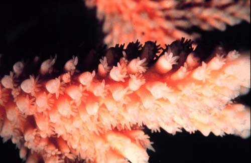 Picture 8 of Explore the coral