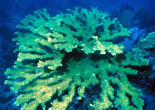 Picture 9 of Explore the coral