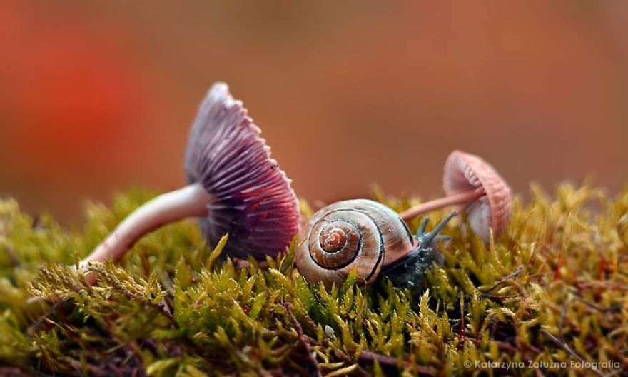 Picture 1 of Explore the dreamlike world as a fairy of snails