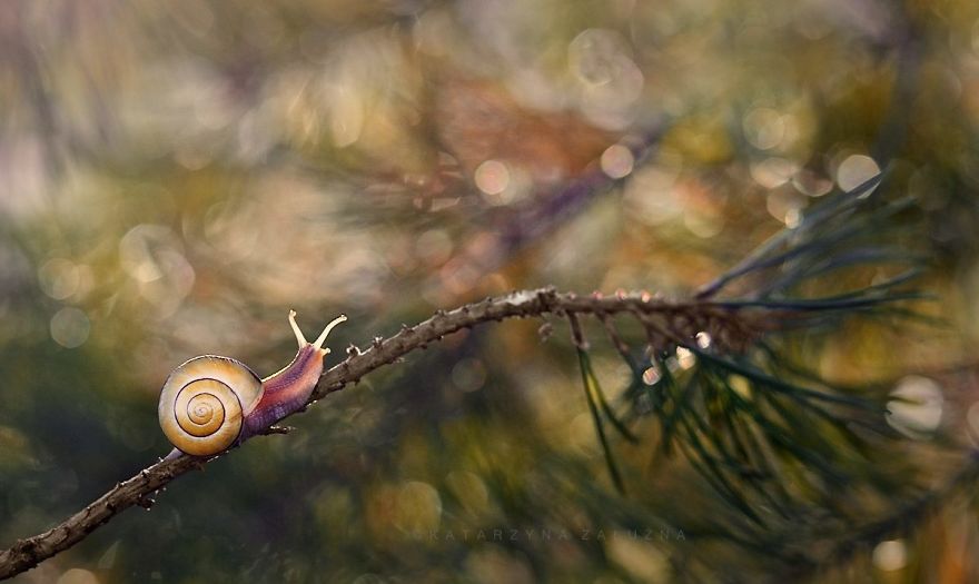 Picture 10 of Explore the dreamlike world as a fairy of snails