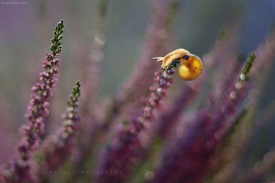 Picture 11 of Explore the dreamlike world as a fairy of snails